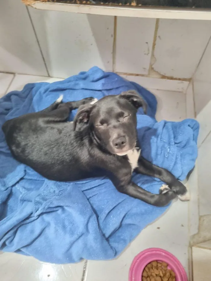 Cachorro raça SRD-ViraLata idade 2 a 6 meses nome Falar com Adriana - Whats 11 94862-2878