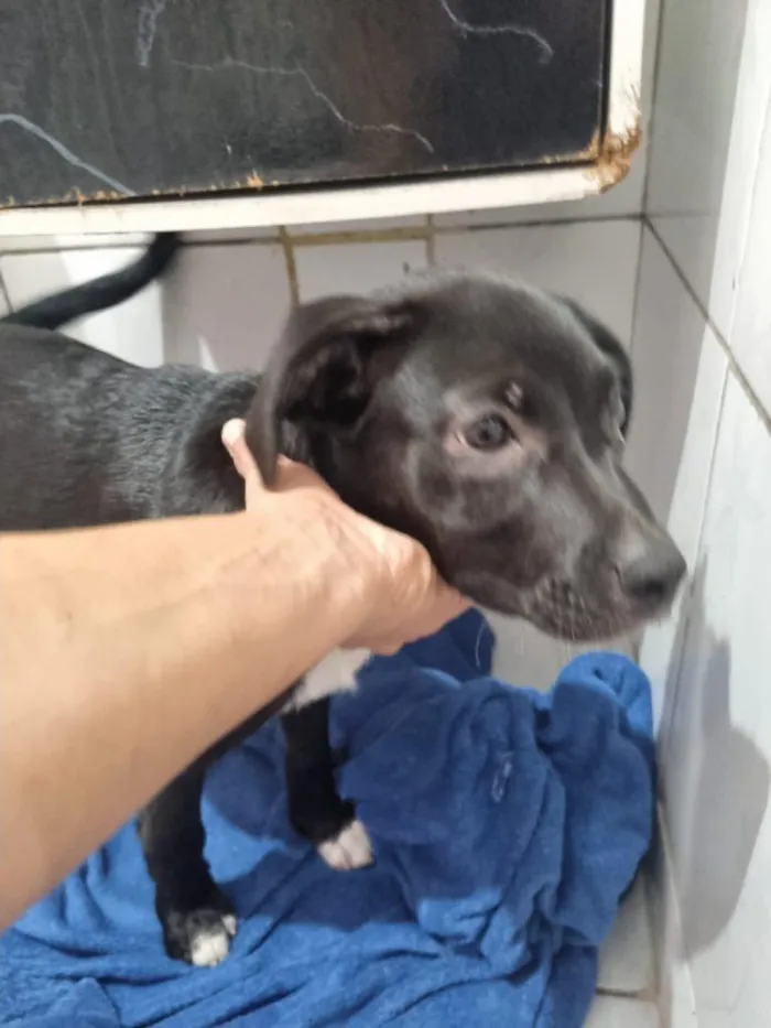 Cachorro raça SRD-ViraLata idade 2 a 6 meses nome Falar com Adriana - Whats 11 94862-2878
