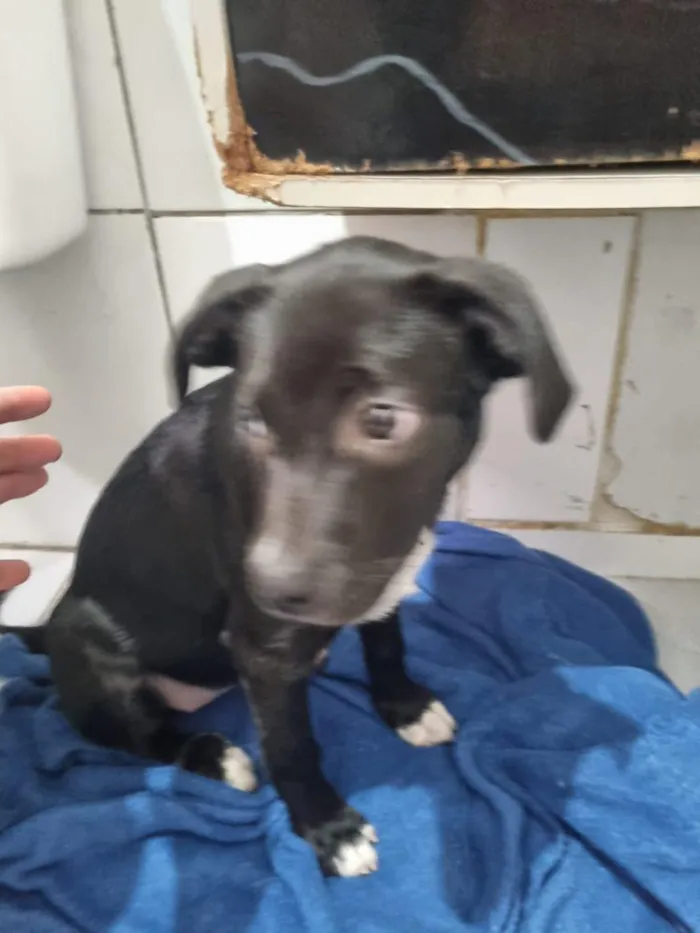 Cachorro raça SRD-ViraLata idade 2 a 6 meses nome Falar com Adriana - Whats 11 94862-2878
