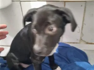 Cachorro raça SRD-ViraLata idade 2 a 6 meses nome Falar com Adriana - Whats 11 94862-2878