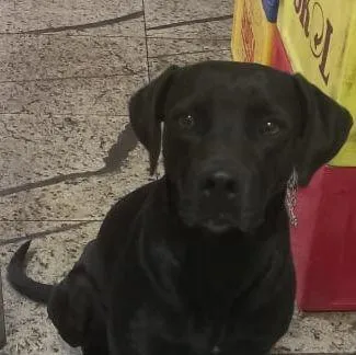 Cachorro raça SRD-ViraLata idade 2 a 6 meses nome Falar com Nathalia - Whats 11 98820-7479