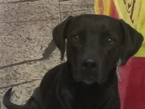 Cachorro raça SRD-ViraLata idade 2 a 6 meses nome Falar com Nathalia - Whats 11 98820-7479