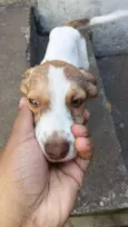 Não colocamos