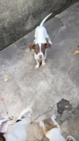 Não colocamos
