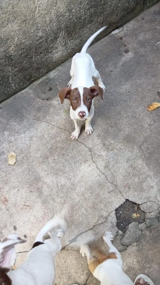 Cachorro raça SRD-ViraLata idade 2 a 6 meses nome Não colocamos