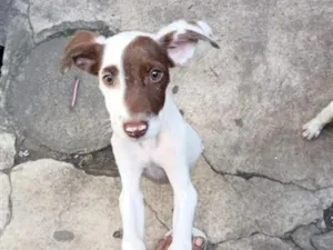 Cachorro raça SRD-ViraLata idade 2 a 6 meses nome Não colocamos