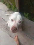 Chica