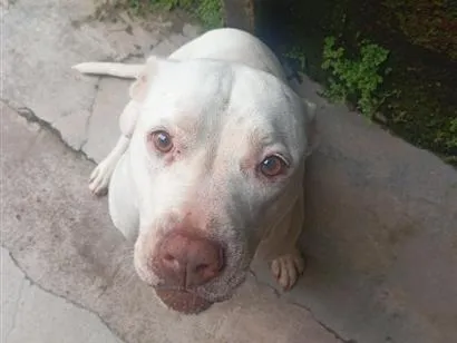 Cachorro raça Pit-Bull idade 6 ou mais anos nome Chica