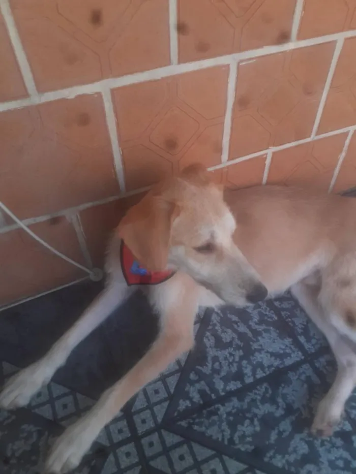 Cachorro raça SRD-ViraLata idade 1 ano nome Frederico
