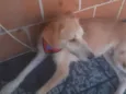 Frederico
