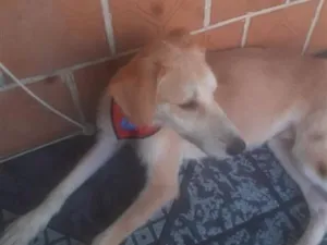 Cachorro raça SRD-ViraLata idade 1 ano nome Frederico