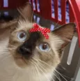 Lua