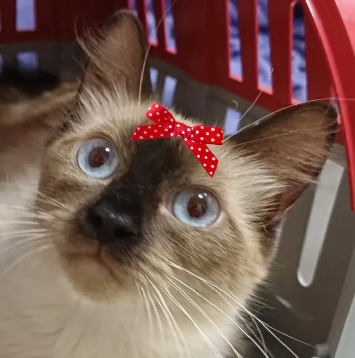 Gato raça Siamês idade 2 a 6 meses nome Lua