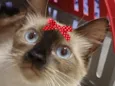 Lua