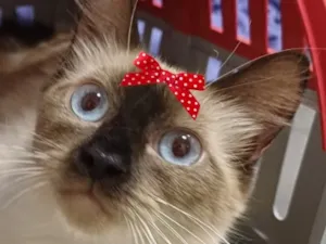 Gato raça Siamês idade 2 a 6 meses nome Lua