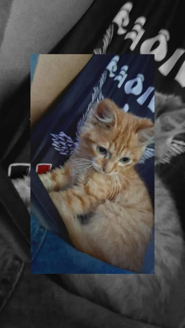 Gato raça SRD-ViraLata idade 2 a 6 meses nome simba