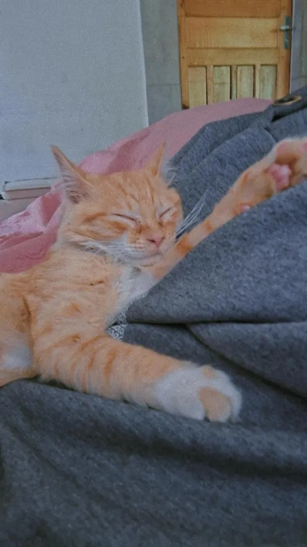 Gato raça SRD-ViraLata idade 2 a 6 meses nome simba