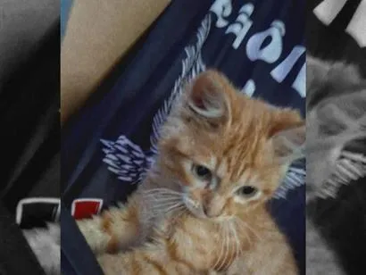 Gato raça SRD-ViraLata idade 2 a 6 meses nome simba
