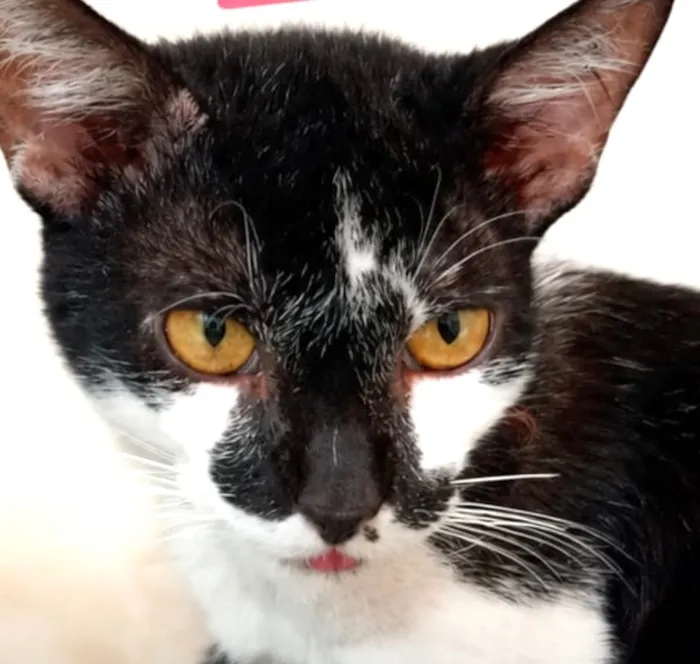 Gato raça SRD-ViraLata idade 1 ano nome Fred