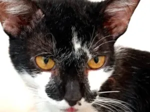 Gato raça SRD-ViraLata idade 1 ano nome Fred