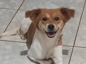 Cachorro raça SRD-ViraLata idade 1 ano nome Chloe 