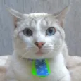 Tofu