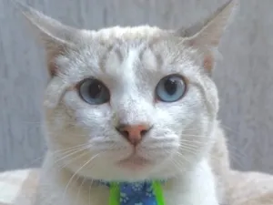 Gato raça SRD-ViraLata idade 3 anos nome Tofu