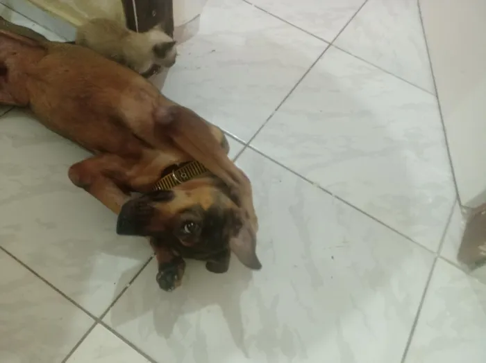 Cachorro raça SRD-ViraLata idade 6 ou mais anos nome sem nome