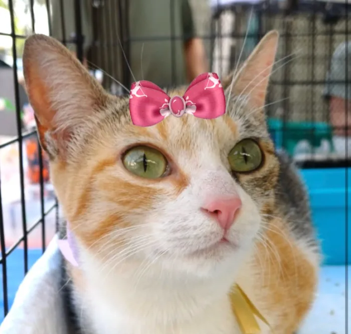 Gato raça SRD-ViraLata idade 2 a 6 meses nome Serena