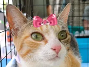 Gato raça SRD-ViraLata idade 2 a 6 meses nome Serena