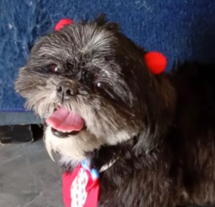Cachorro raça Shitzu idade 1 ano nome Petruska