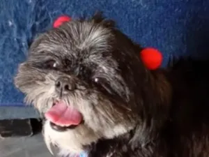 Cachorro raça Shitzu idade 1 ano nome Petruska