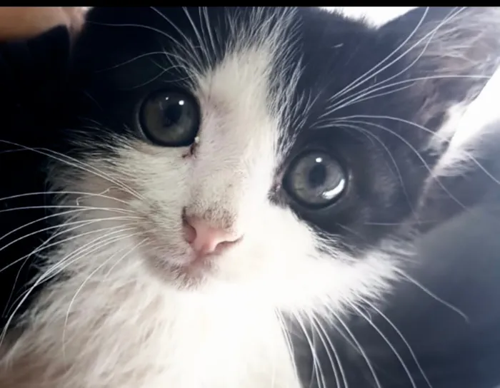 Gato raça SRD-ViraLata idade 2 a 6 meses nome Pingo
