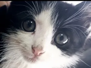 Gato raça SRD-ViraLata idade 2 a 6 meses nome Pingo