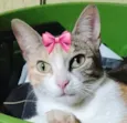 Safira