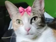 Safira