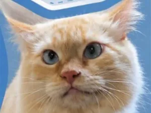Gato raça SRD-ViraLata idade 1 ano nome Fofão