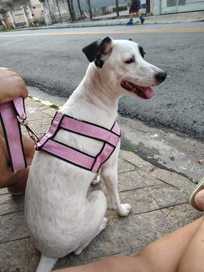 Cachorro raça SRD-ViraLata idade 4 anos nome Penélope