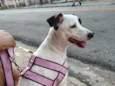 Penélope