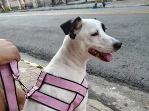 Cachorro raça SRD-ViraLata idade 4 anos nome Penélope