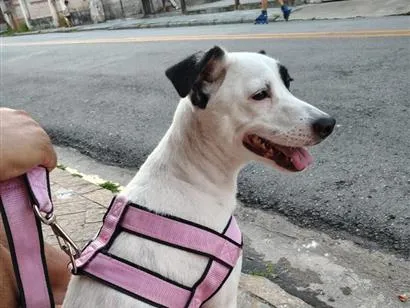Cachorro raça SRD-ViraLata idade 4 anos nome Penélope