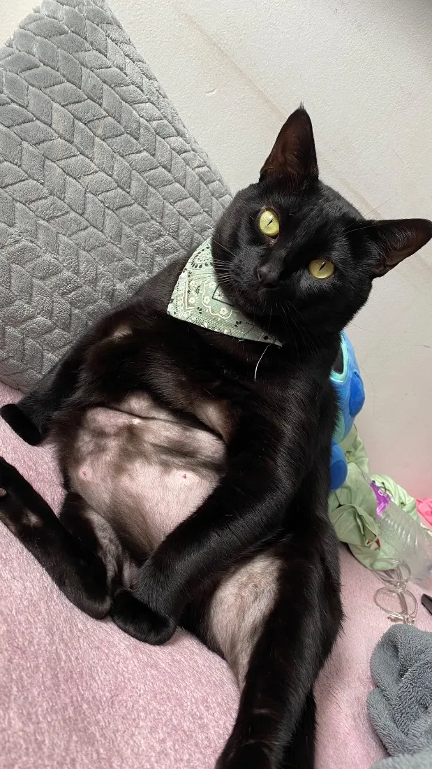 Gato raça SRD-ViraLata idade 2 anos nome Trovão