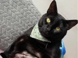 Gato raça SRD-ViraLata idade 2 anos nome Trovão