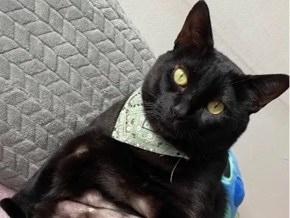 Gato raça SRD-ViraLata idade 2 anos nome Trovão