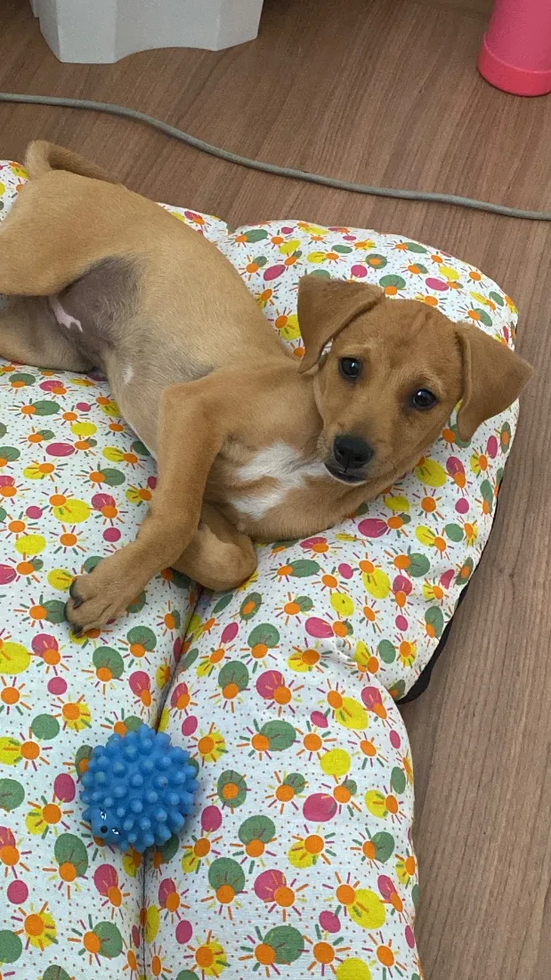 Cachorro raça SRD-ViraLata idade 2 a 6 meses nome Kira