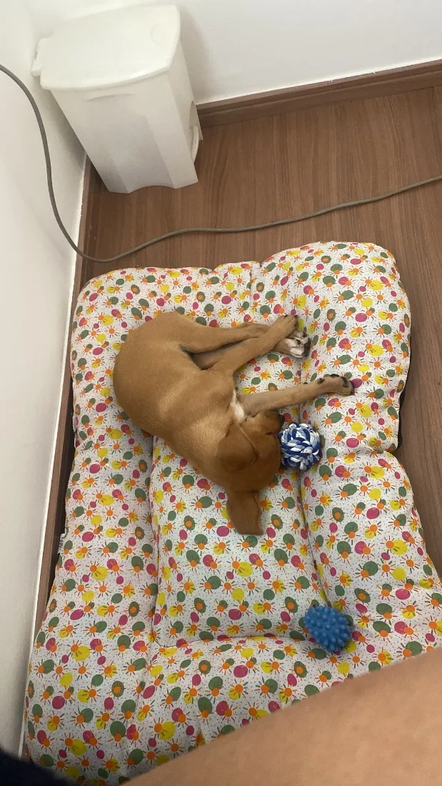 Cachorro raça SRD-ViraLata idade 2 a 6 meses nome Kira