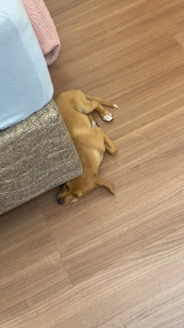 Cachorro raça SRD-ViraLata idade 2 a 6 meses nome Kira