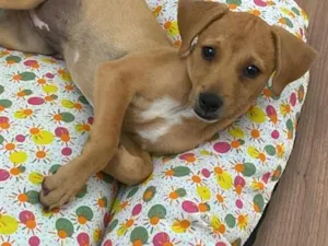 Cachorro raça SRD-ViraLata idade 2 a 6 meses nome Kira