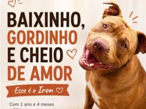 Cachorro raça Pit-Bull idade 1 ano nome Iron