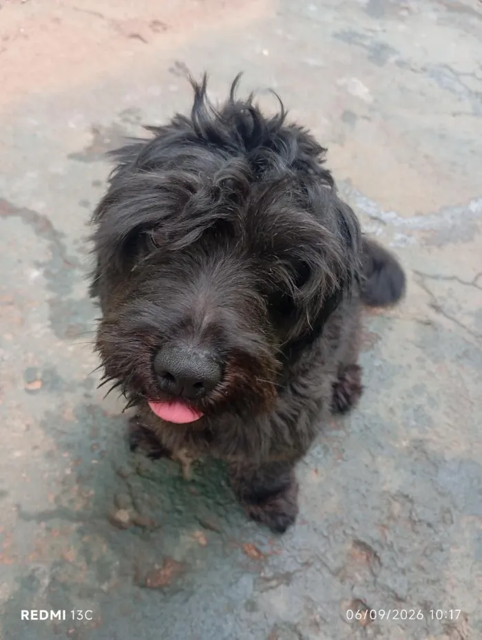 Cachorro raça Lhasa Apso idade 7 a 11 meses nome Pandora